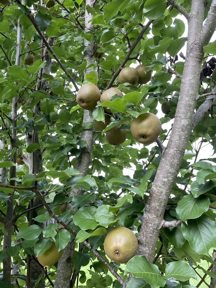 Bodner Pear