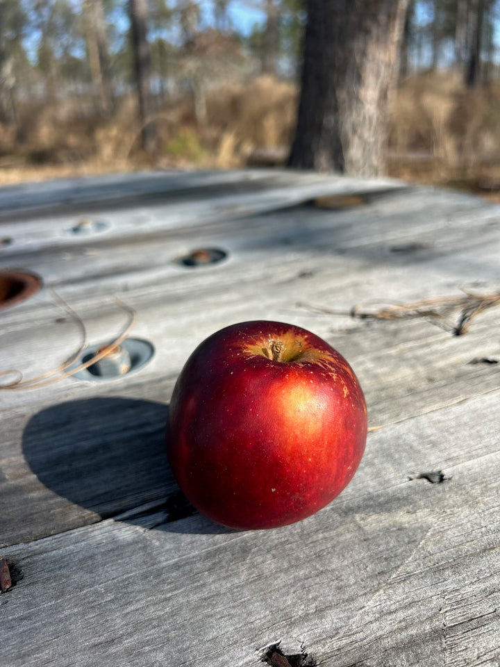 Arkansas Black Apple