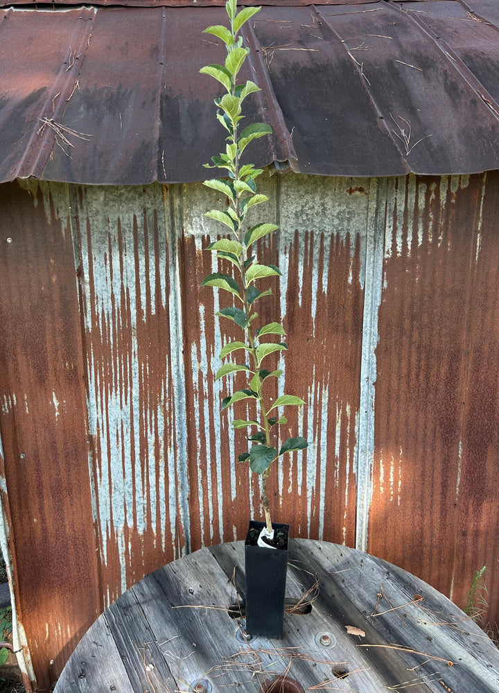 Arkansas Black Apple