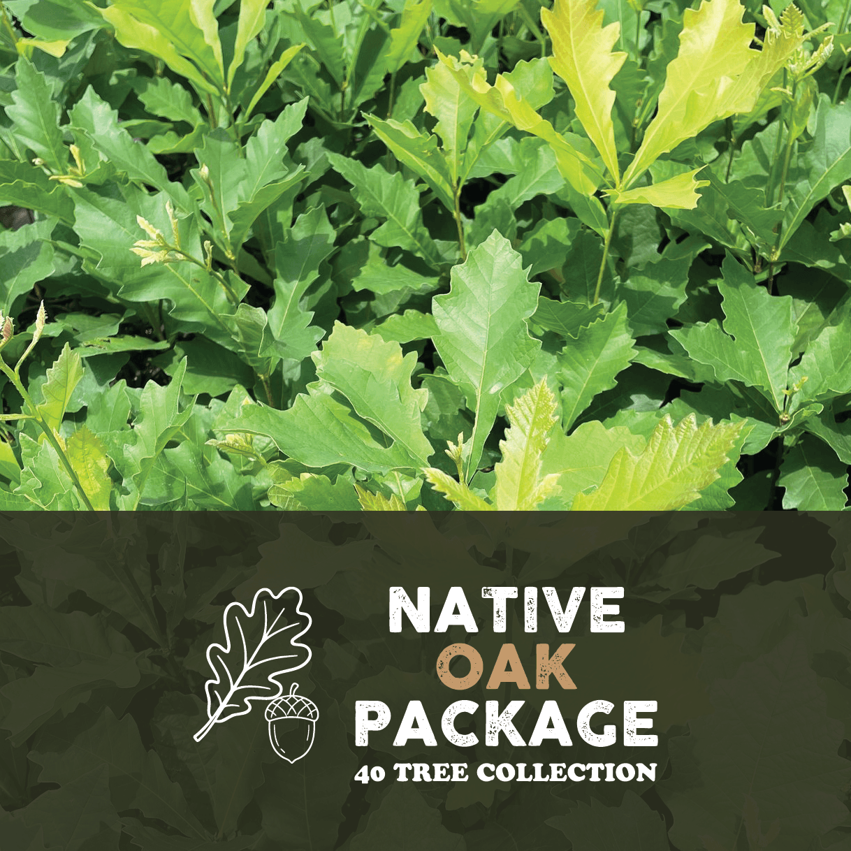 Native Oak Package – Bolu Tree Nursery