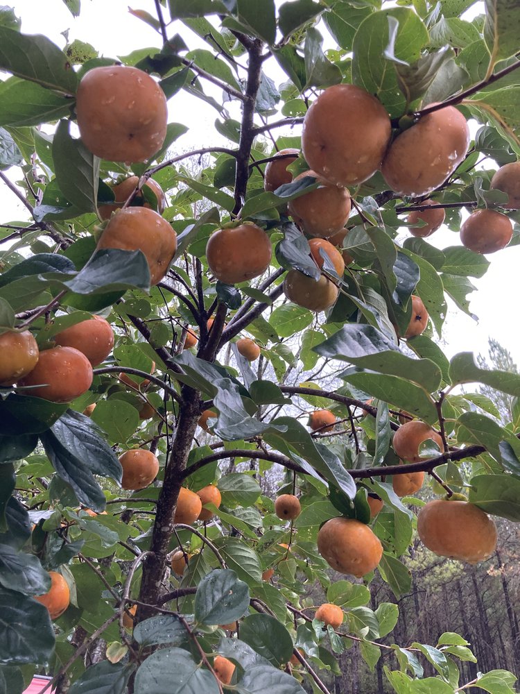 Jiro Persimmon