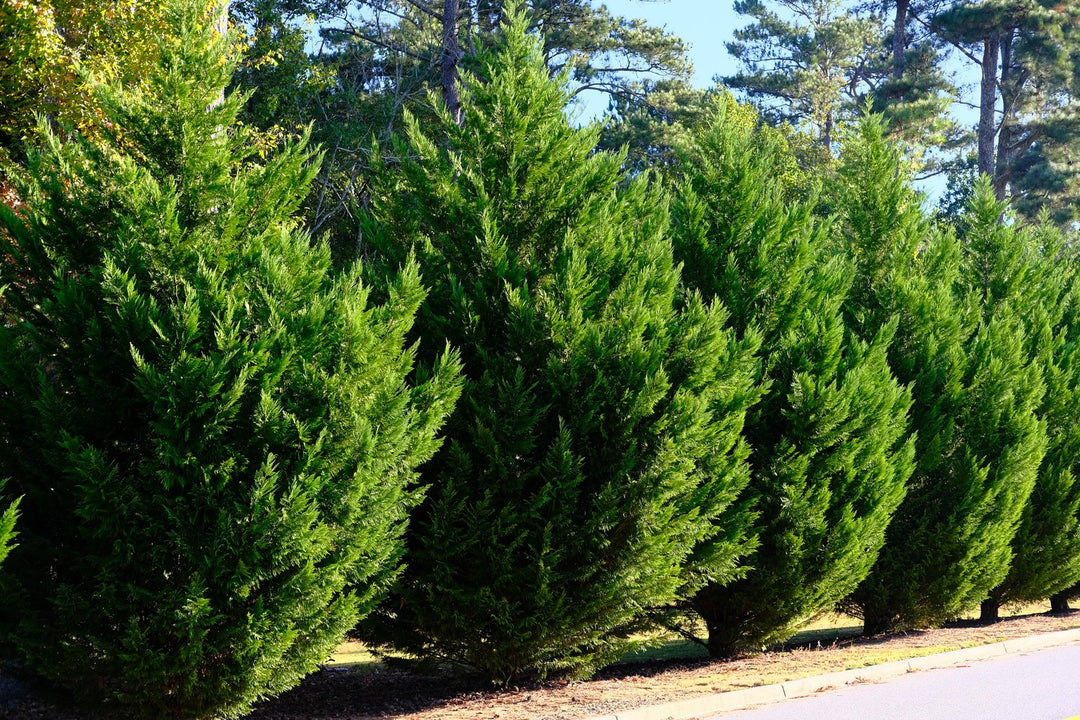 Murray Leyland Cypress Seedling