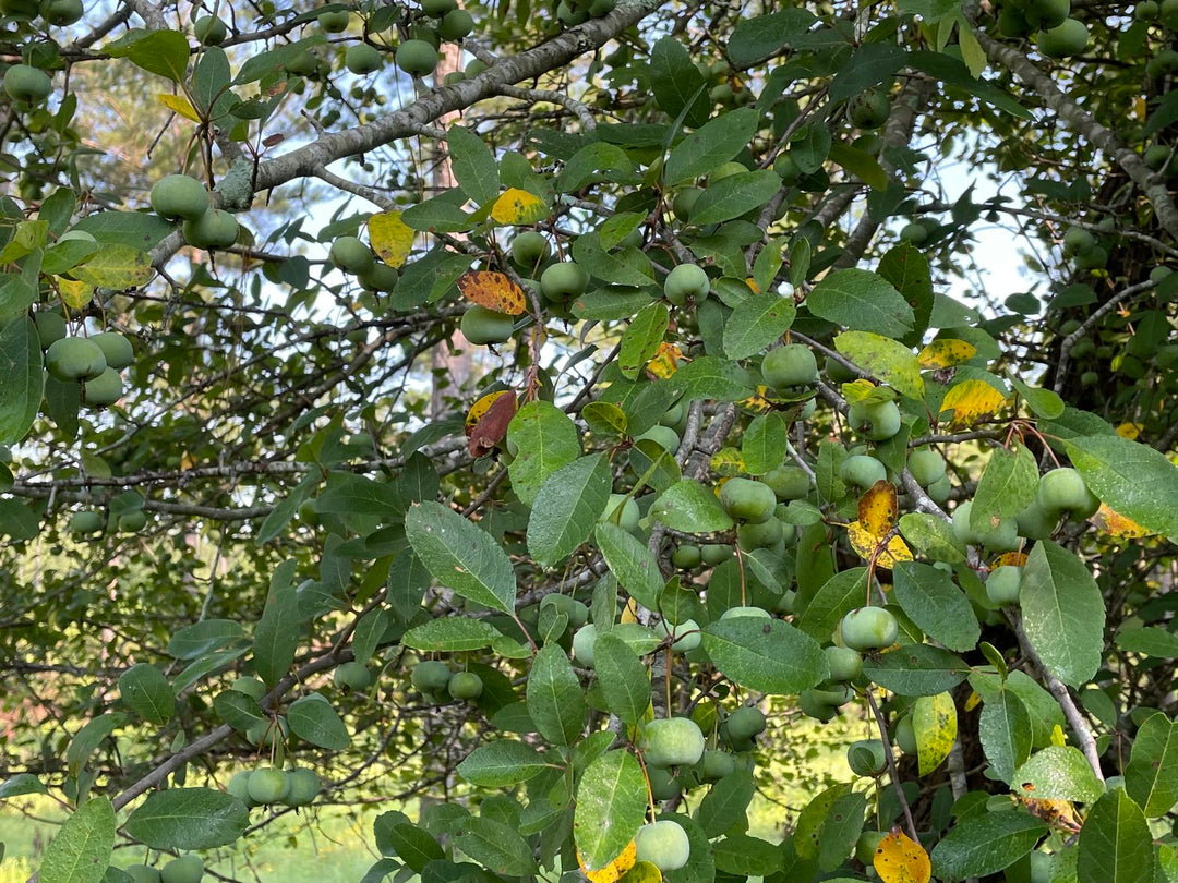 Southern Crabapple Seedling