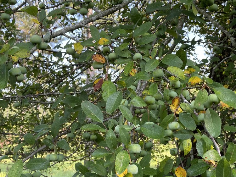 Southern Slammer Crabapple