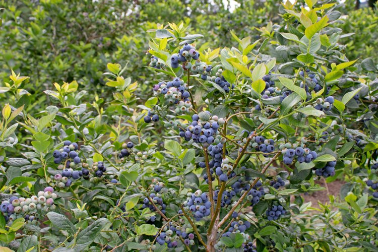 Tiftblue Blueberry
