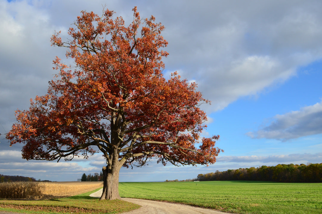 The Case for Red Oaks