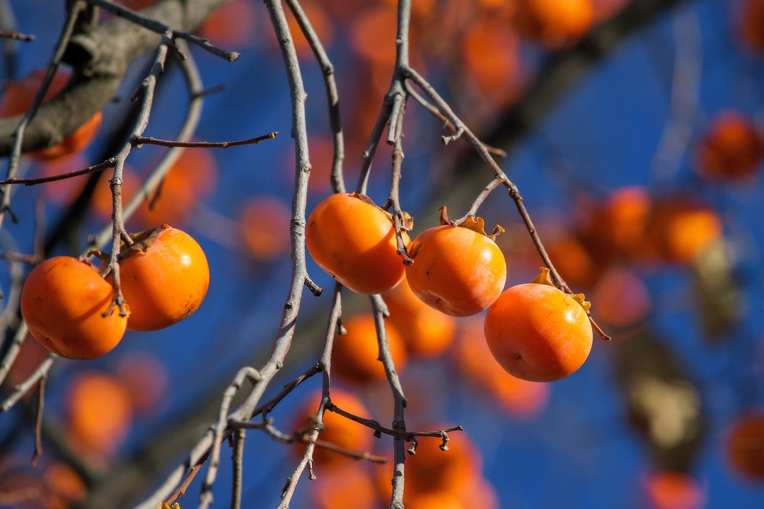 American Persimmon Seedling