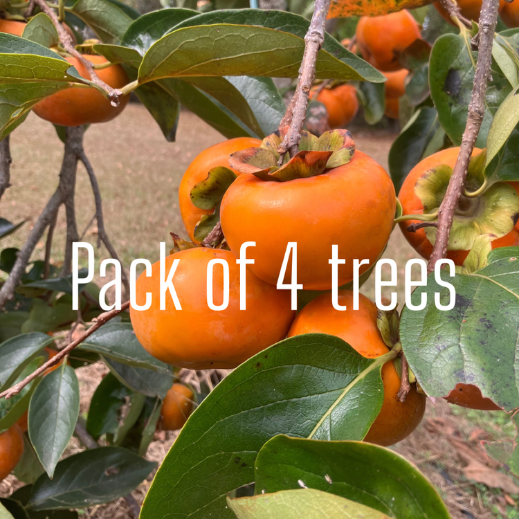 Asian Persimmon Package