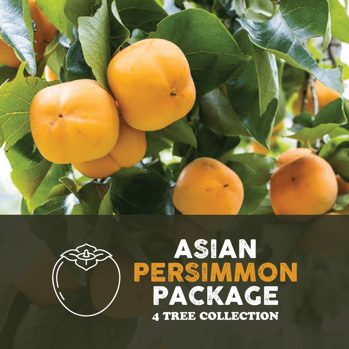 Asian Persimmon Package