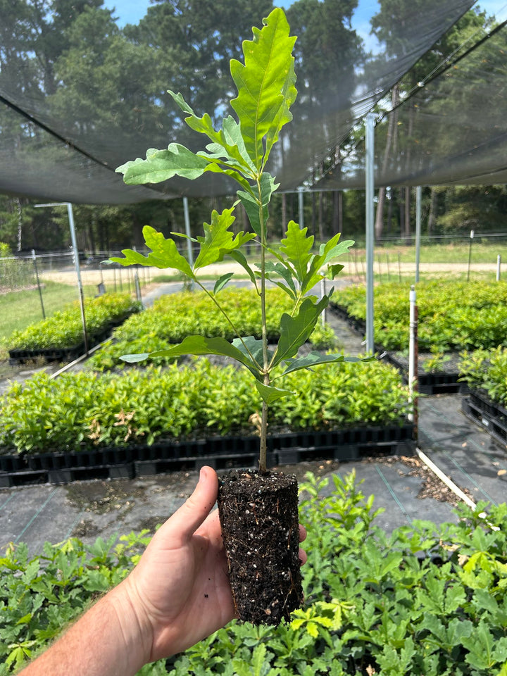 Bimundor's Oak Seedling