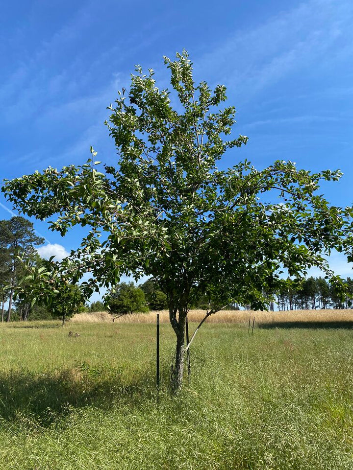 Whitetail Pear Package