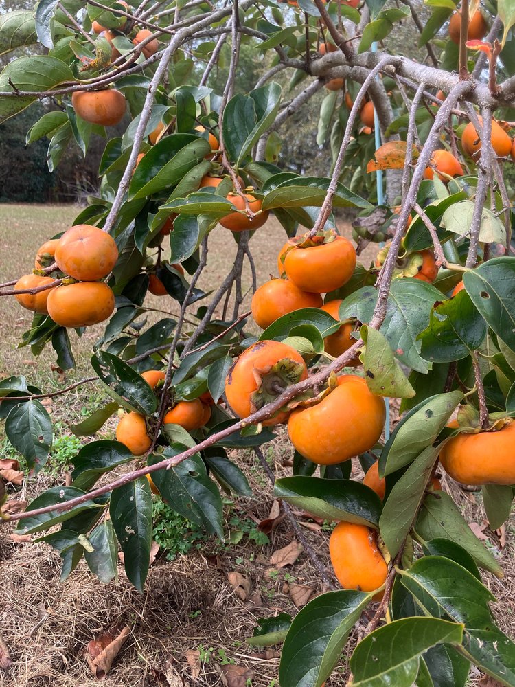 Persimmon Tree Fruit
