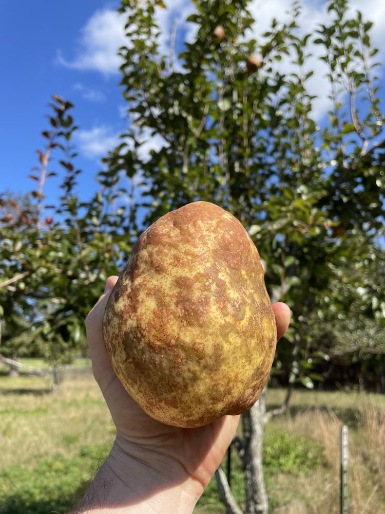 Hawkins Pear