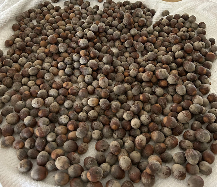 Dwarf Chinkapin Oak Seedling