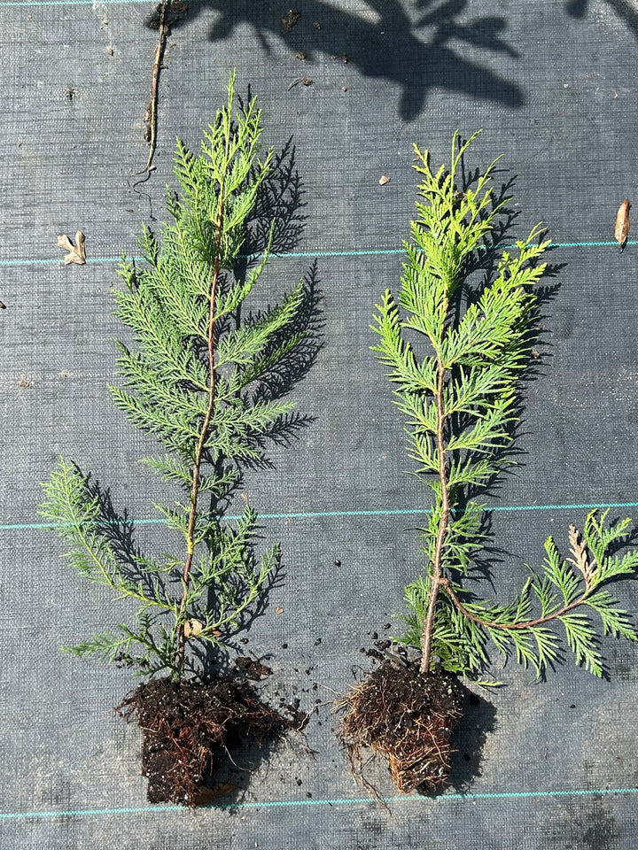 Green Giant Arborvitae Seedling
