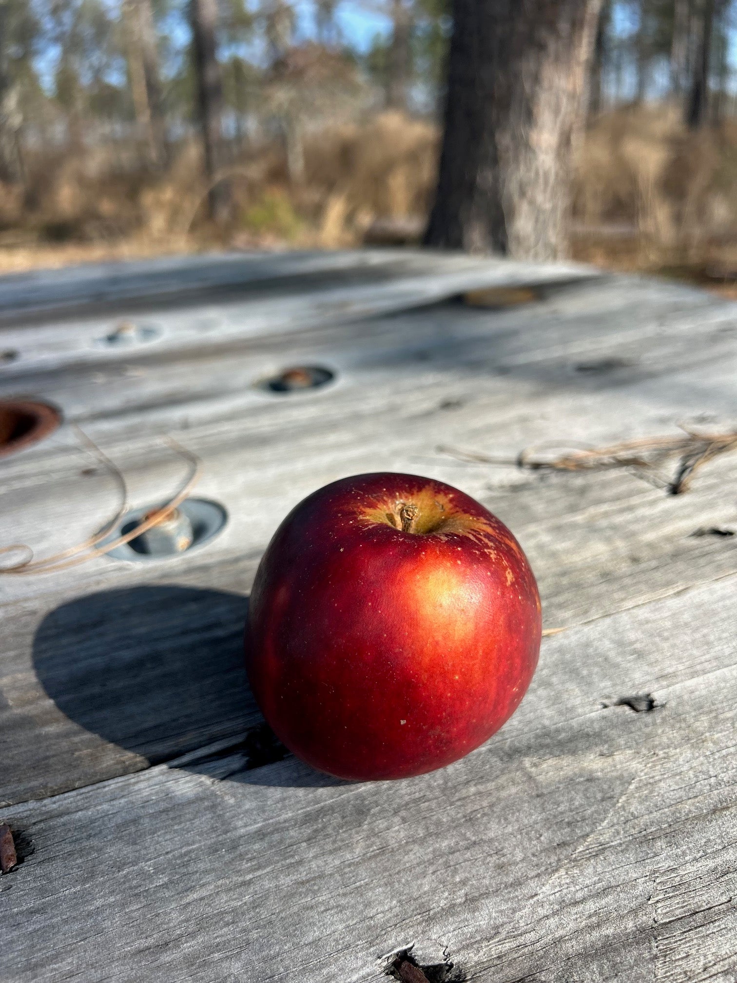 Fruit Trees