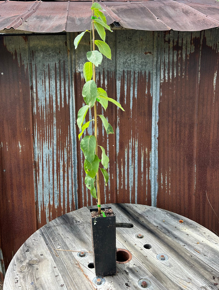 Big House Persimmon