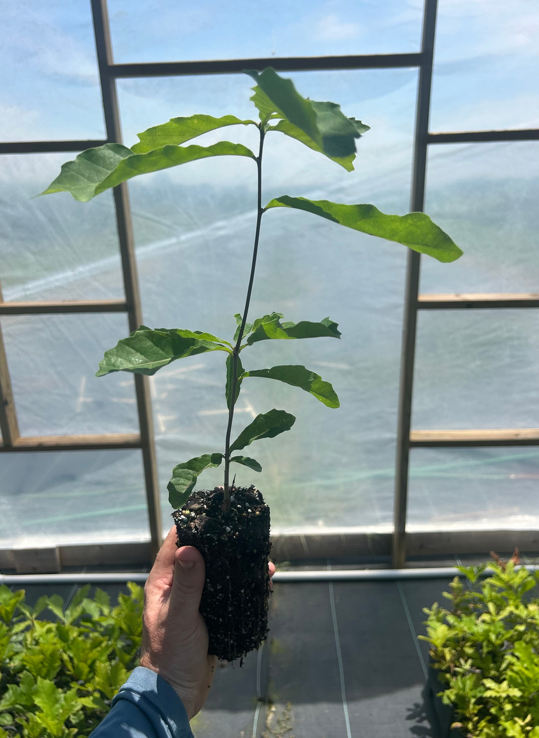 Dwarf Chinkapin Oak Seedling