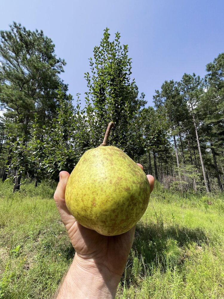 Kelly Pear