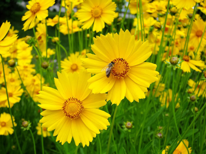 Lance-leaf Coreopsis