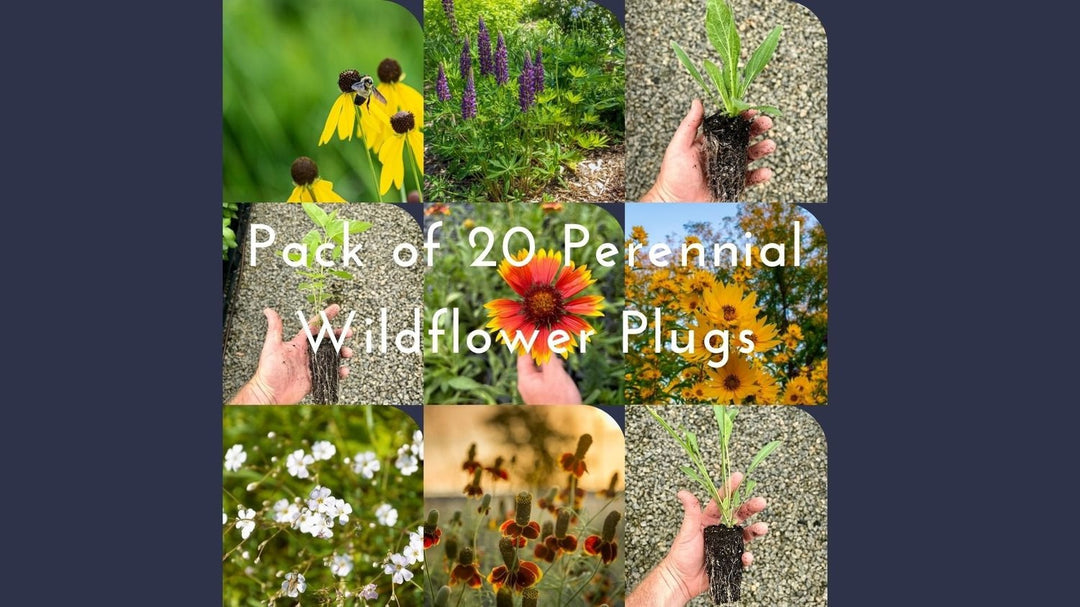 Perennial Wildflower Plug Variety Pack (22 Plugs)