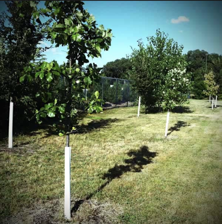 Tree Protection Bar Tree Protection – Bolu Tree Nursery