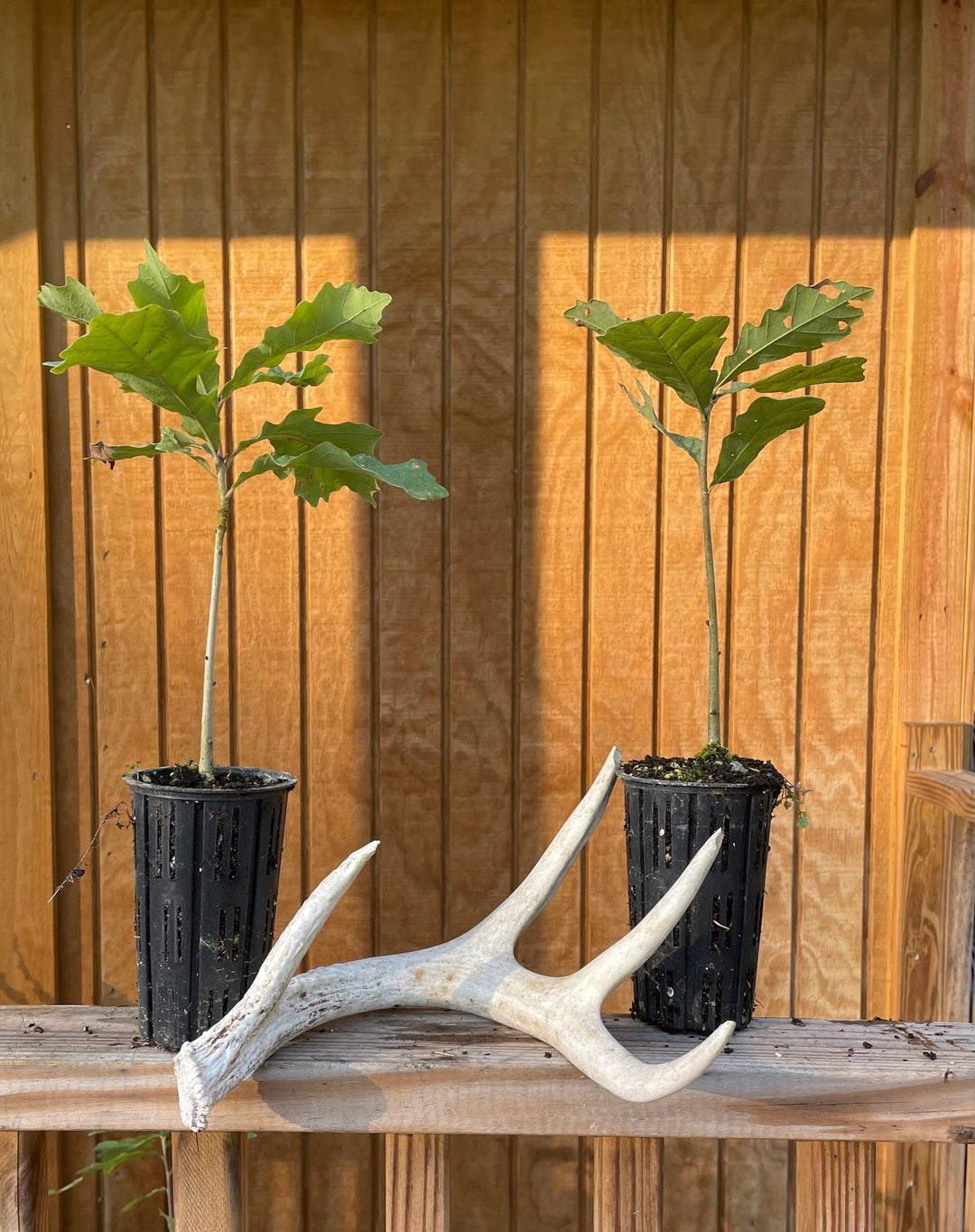 White Oak Seedling