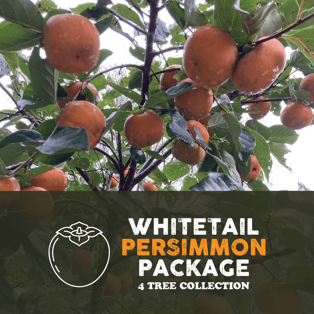 Whitetail Persimmon Package