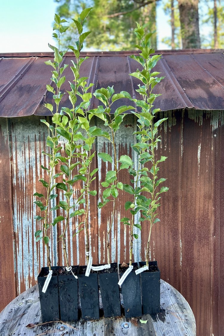 Tree Packages