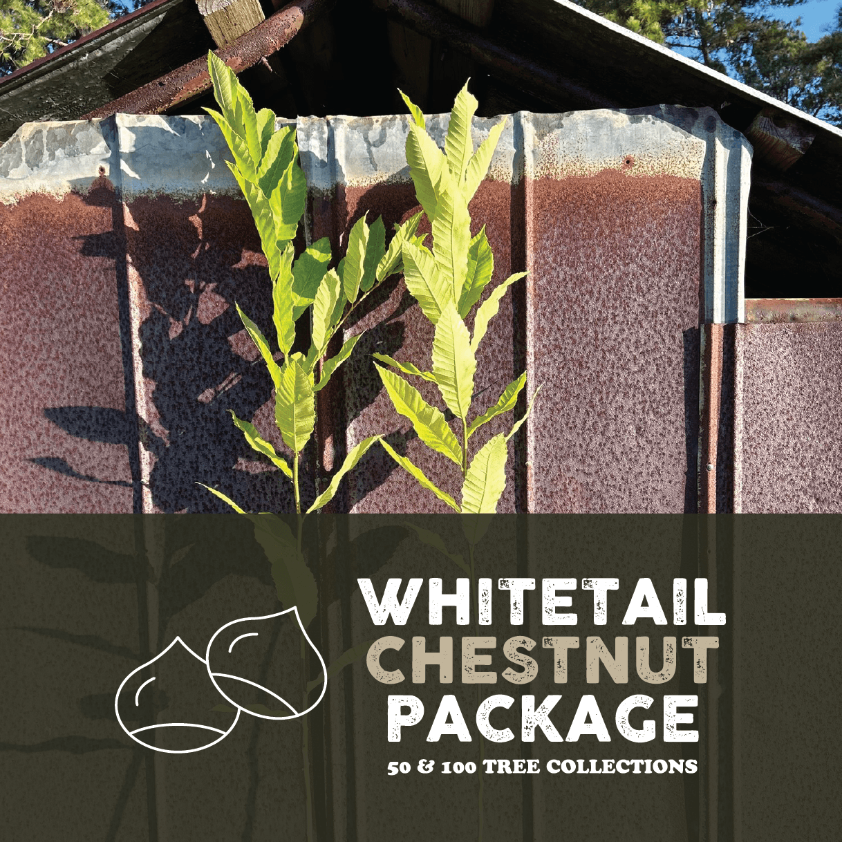 Hybrid Chestnut Seedling – Bolu Tree Nursery