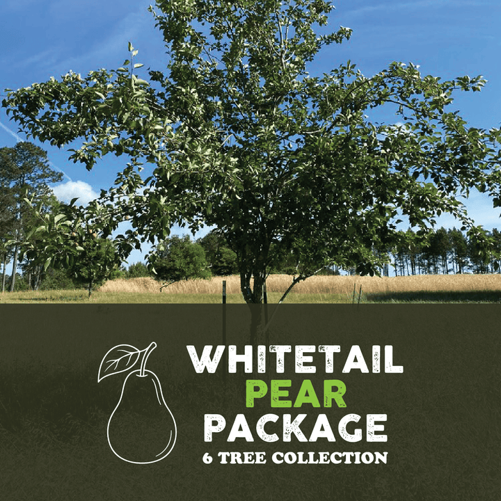 Whitetail Pear Package