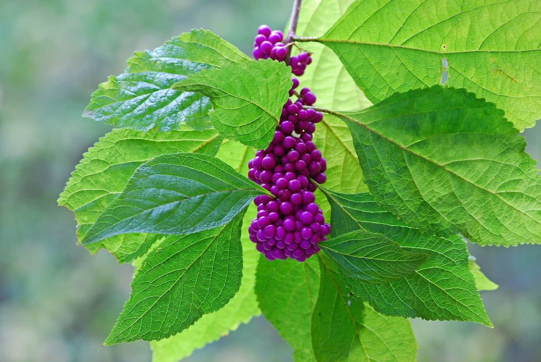 American Beautyberry Seedling