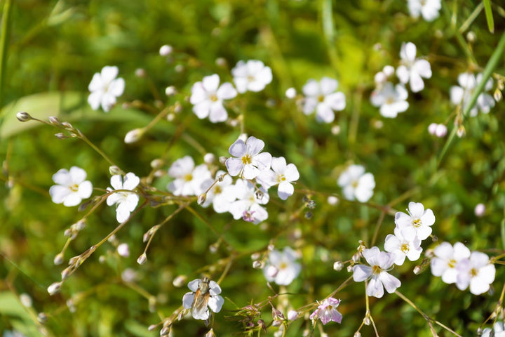 Baby's Breath