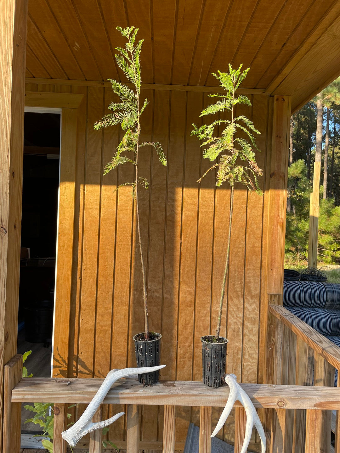 Bald Cypress Seedling