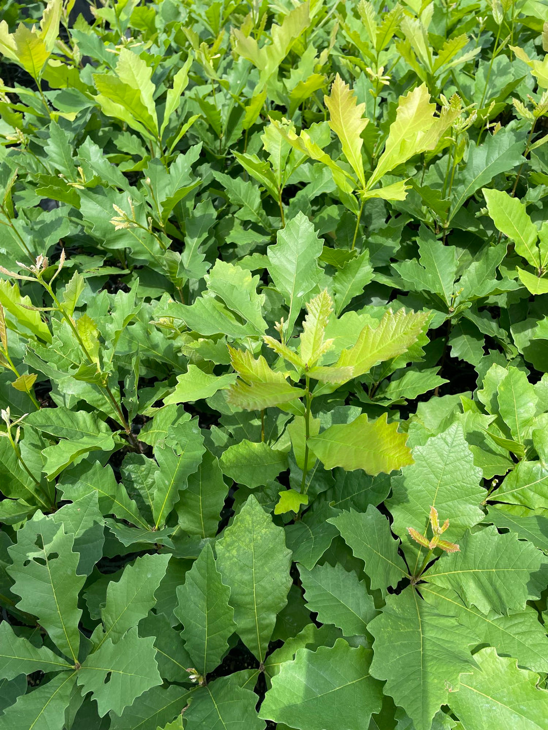 Bebb's Oak Seedling