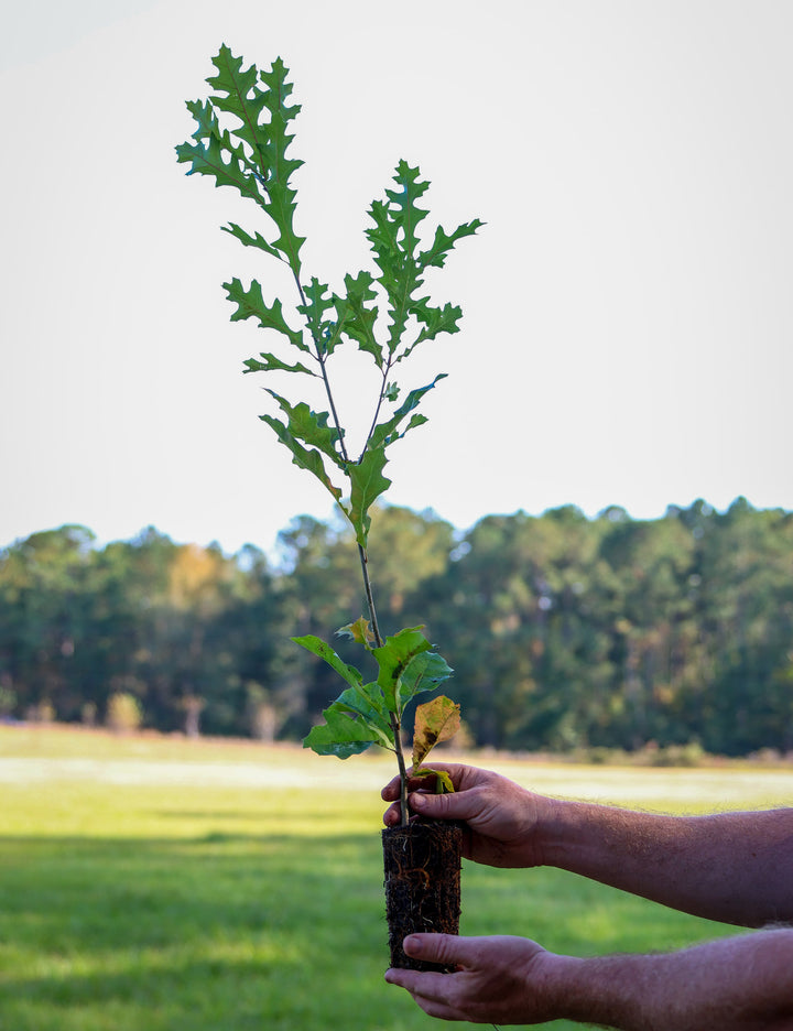 Bimundor's Oak Seedling