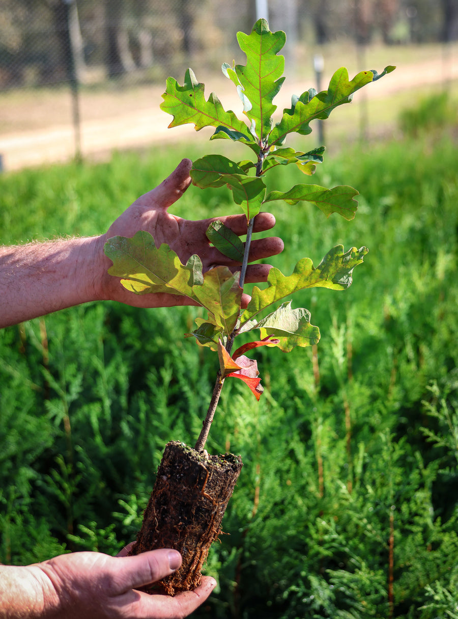 Bimundor's Oak Seedling – Bolu Tree Nursery