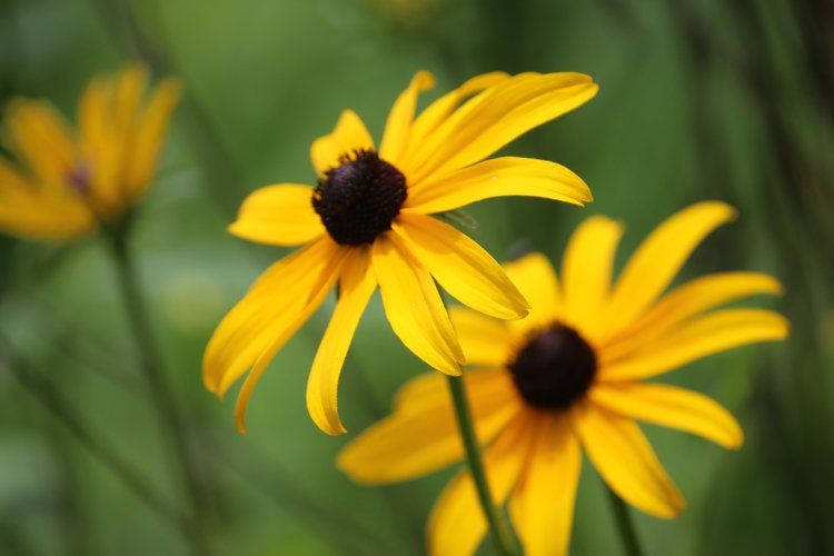 Black-Eyed Susan