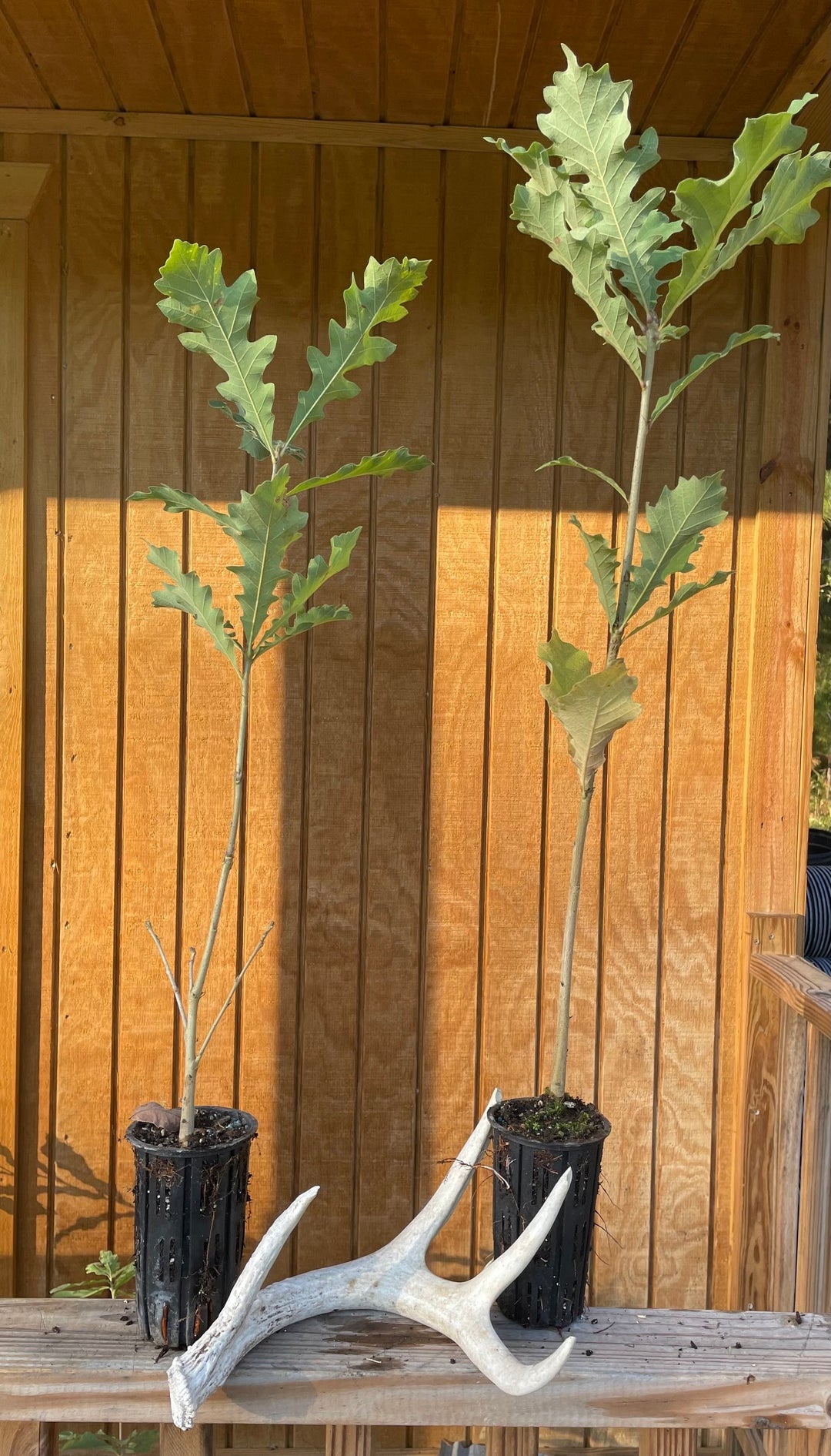 Bur Oak Seedling