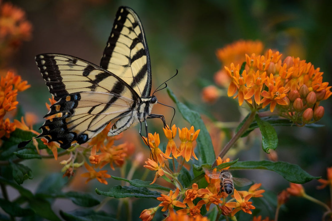 Butterfly Milkweed