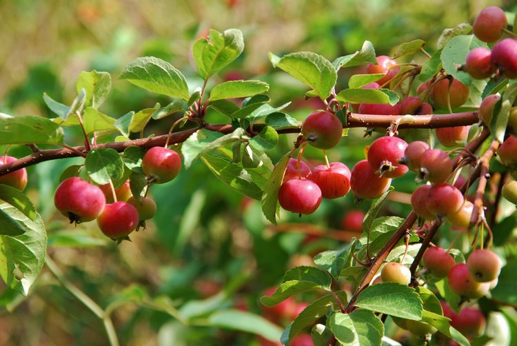 Calloway Crabapple