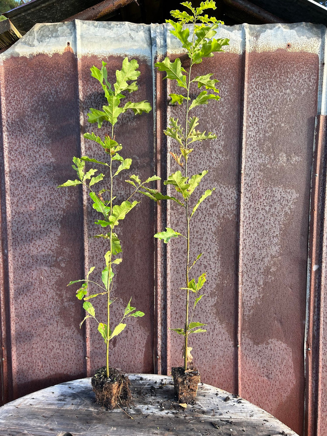 Cherrybark Oak Seedling