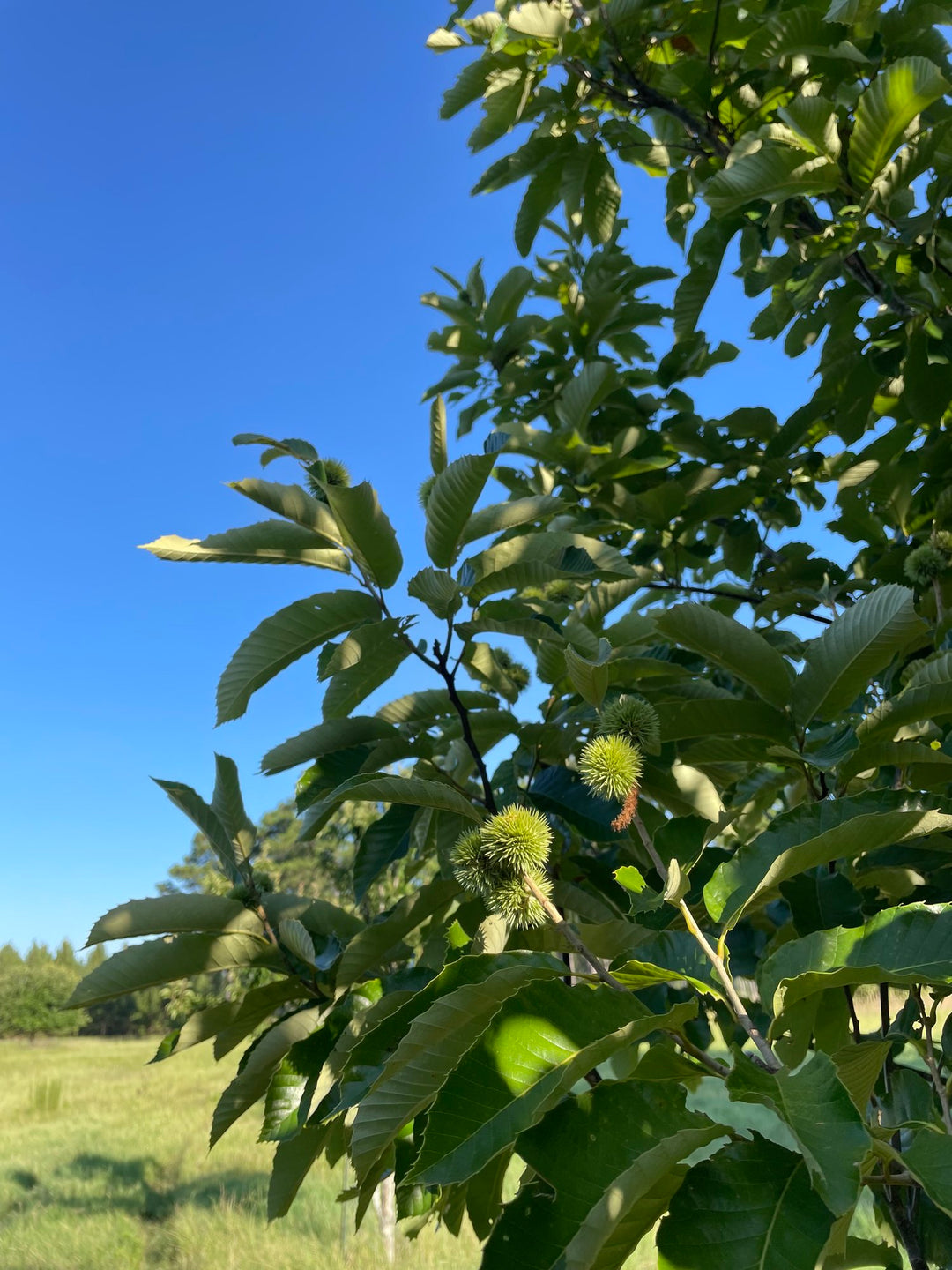 Chinese Chestnut Seedling