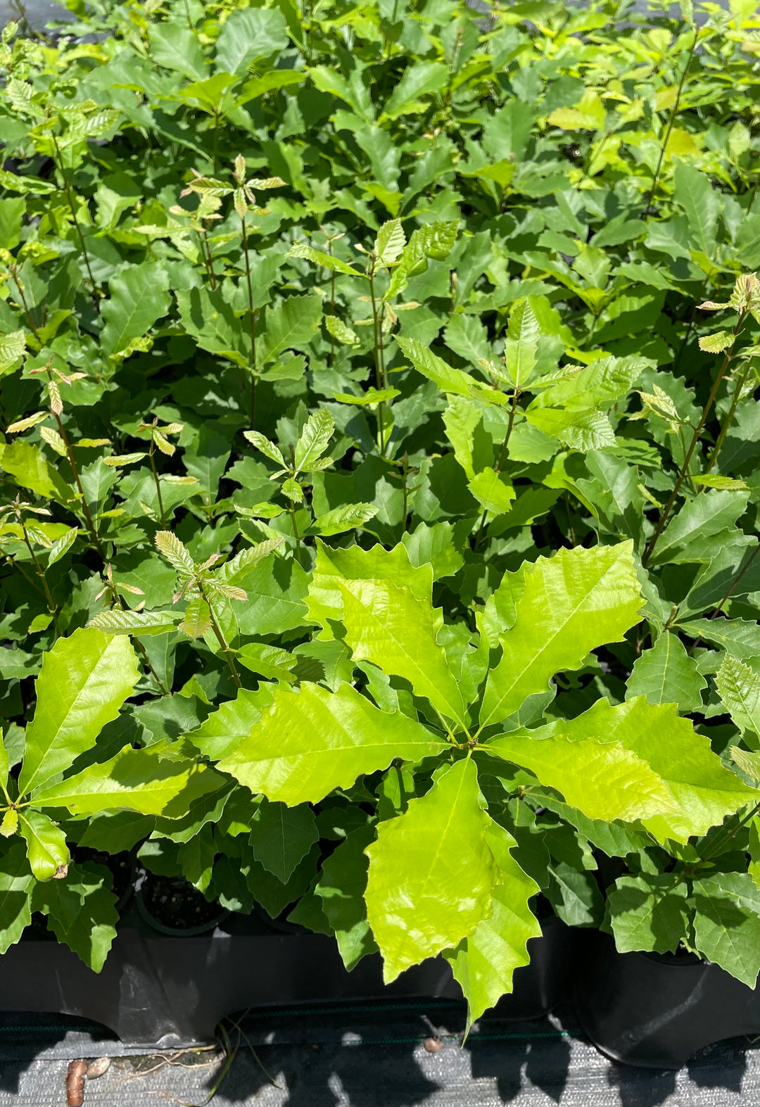 Chinkapin Oak Seedling