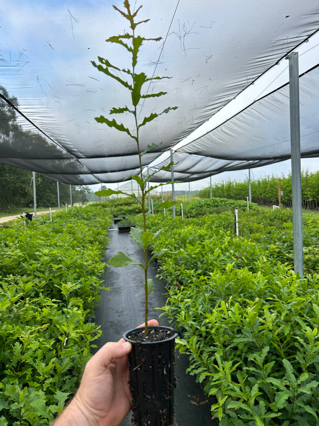 Compton Oak Seedling