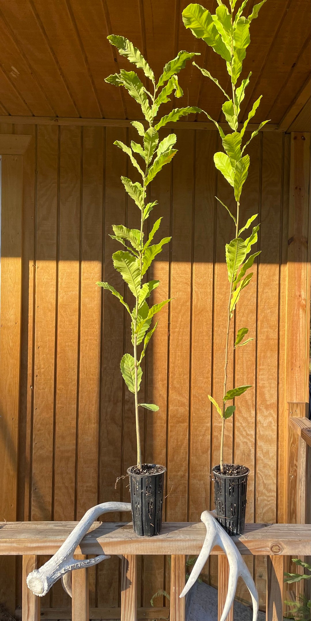 Gobbler Sawtooth Oak Seedling