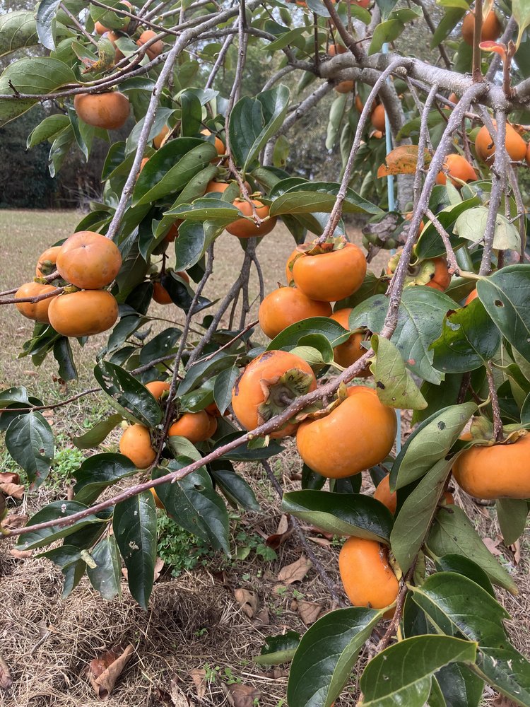 Hanna Fuyu Persimmon