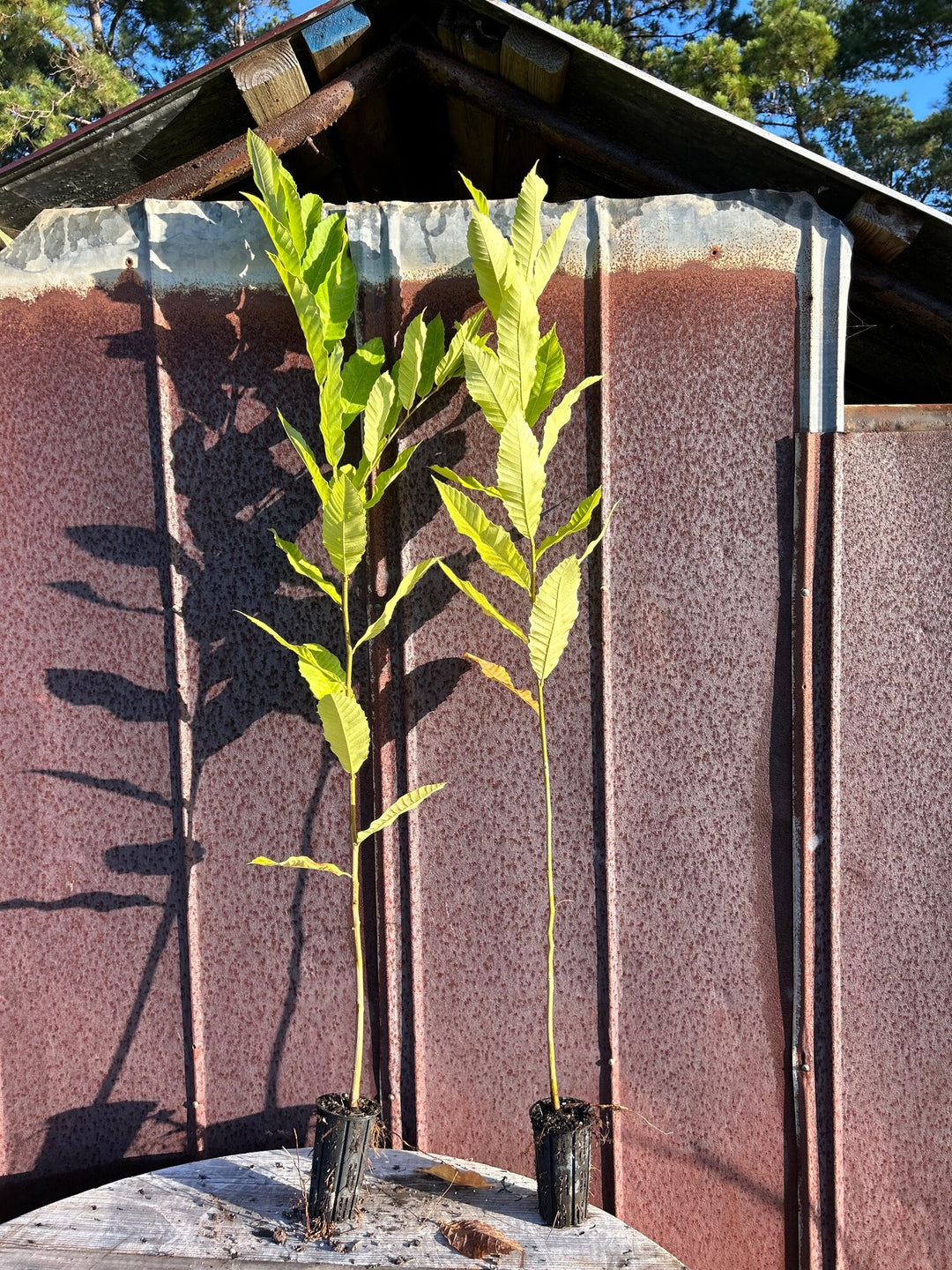 Hybrid Chestnut Seedling