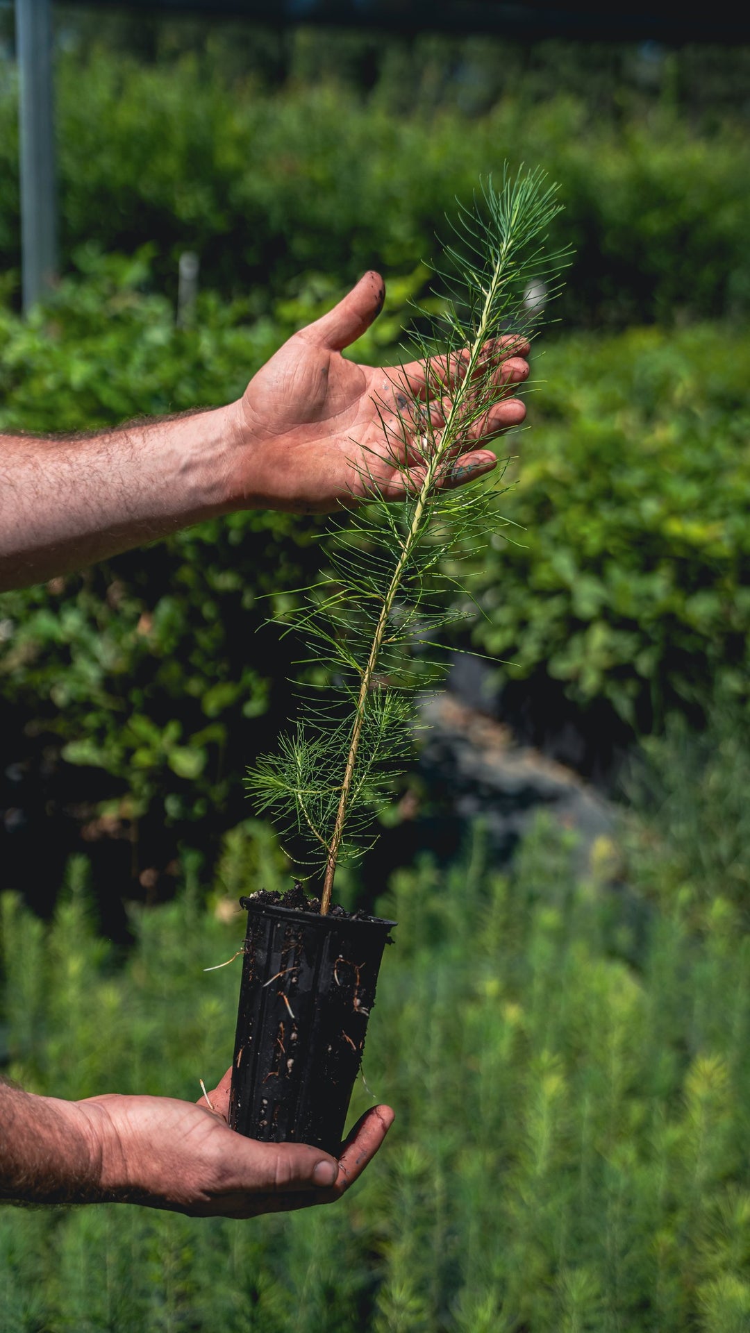 Improved Loblolly Pine Seedling