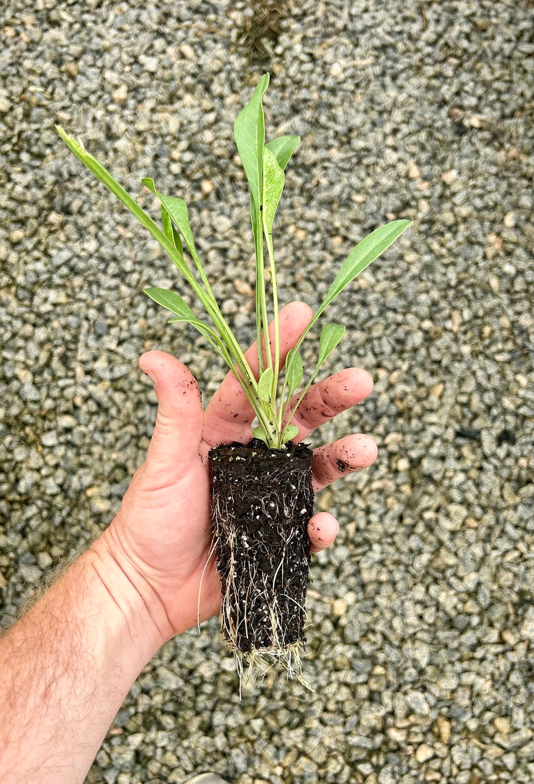 Lance-leaf Coreopsis